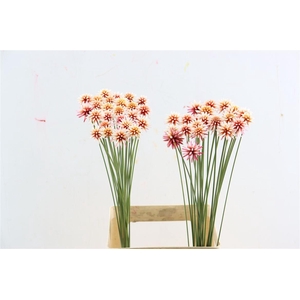 Inirida Flower Summer