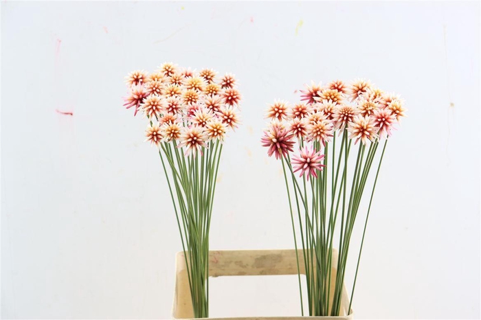 <h4>Inirida Flower Summer</h4>