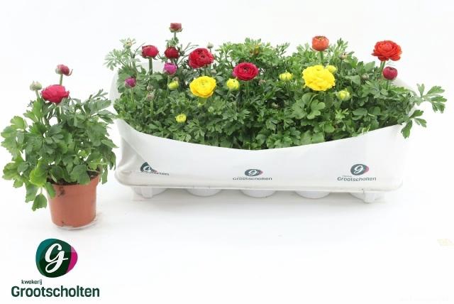 <h4>RANUN SPRINK DW GEM</h4>