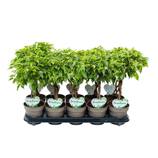 <h4>Ficus Bushy King gevlochten</h4>