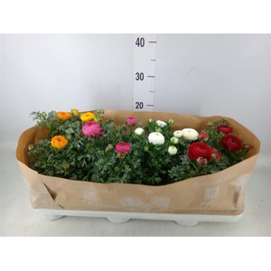 Ranunculus  'Sprinkles'