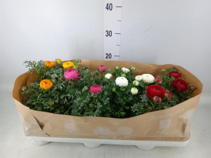 <h4>Ranunculus  'Sprinkles'</h4>