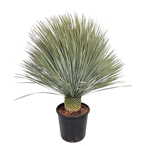 Yucca Rostrata