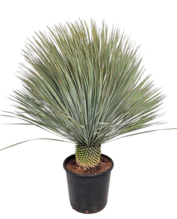 <h4>Yucca Rostrata</h4>