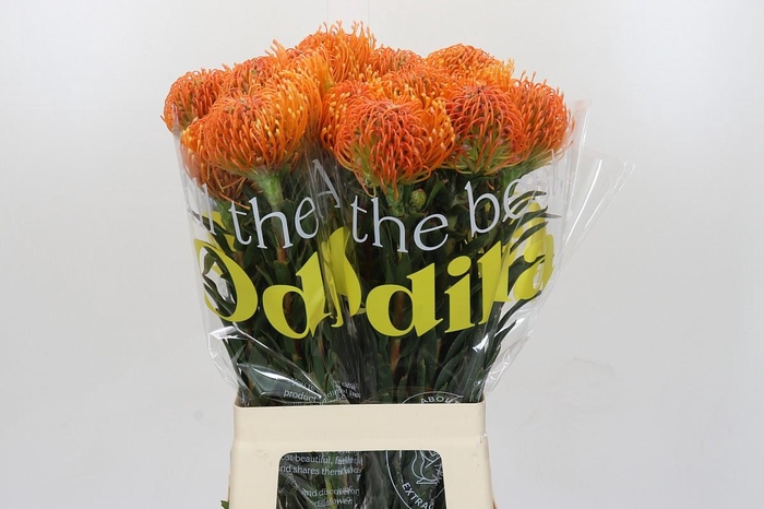 <h4>Nutans Ayoba Peach</h4>