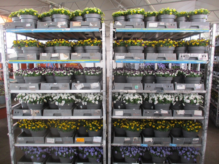 <h4>VIO CO MIXK</h4>