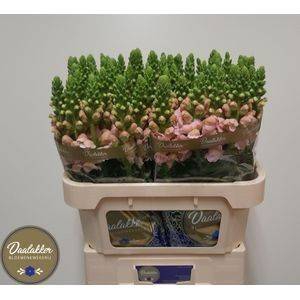 <h4>ANTIR AVIGNON PINK</h4>