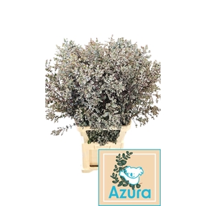 EUCA GU AZURA