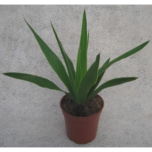 YUCCA ELEPHANTIPES p11