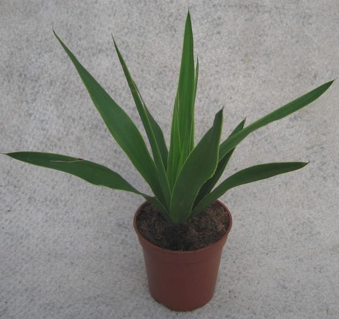 <h4>YUCCA ELEPHANTIPES p11</h4>