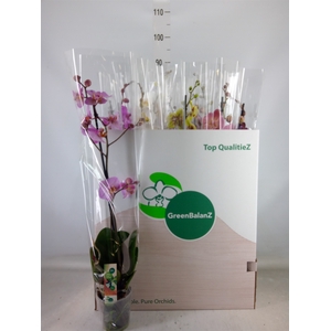 Phalaenopsis   ...mix