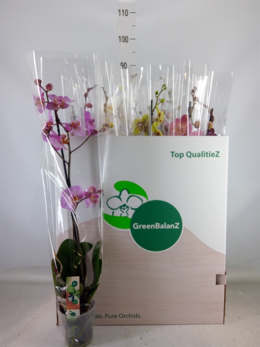 <h4>Phalaenopsis   ...mix</h4>