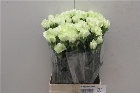 <h4>Di St Green Shot</h4>