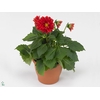 Dahlia  'Dahlietta Anna'