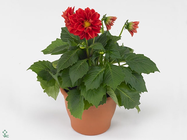 Dahlia  'Dahlietta Anna'