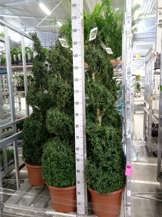 <h4>Buxus semp.   ...</h4>