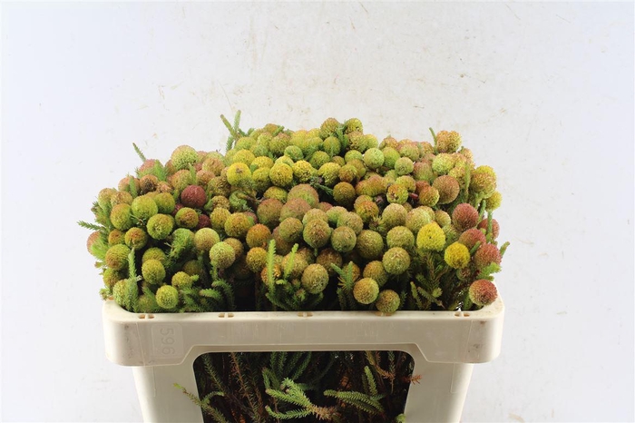 <h4>Kaaps Berzelia Gallpini Ruby</h4>