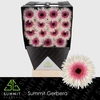 Gerbera Spider Stunt Diamond per kaart