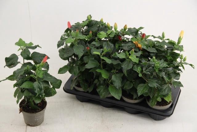 <h4>HIBIS SUNNY GEM</h4>