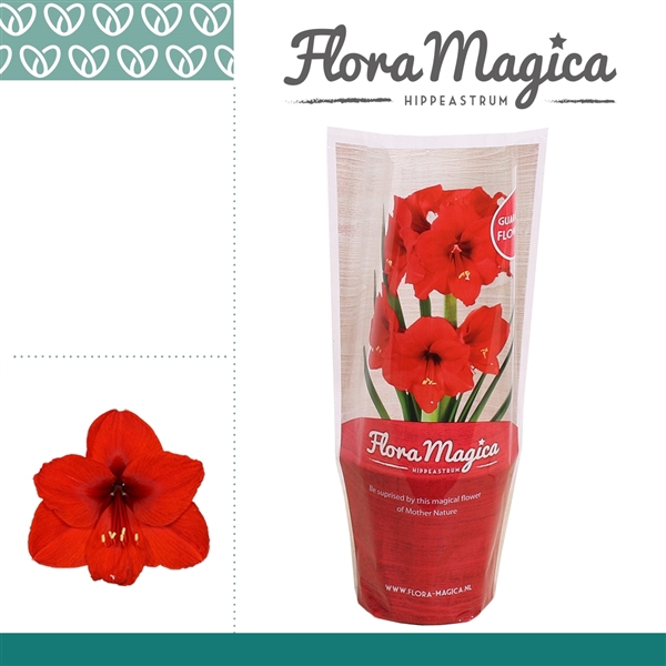 <h4>Hippeastrum Royal Red 2 knop FM Hoes</h4>