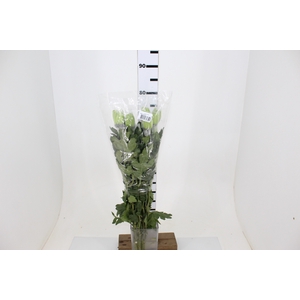 ANASTASIA DARK GREEN 070 CM VERDE