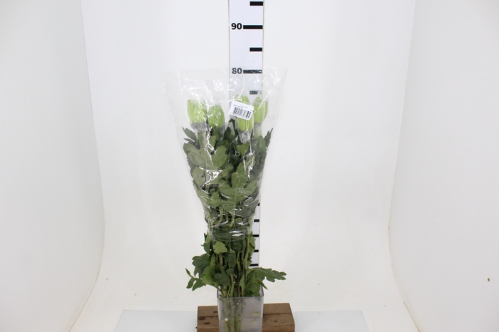 ANASTASIA DARK GREEN 070 CM VERDE
