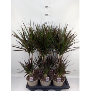 Dracaena marg. 'Magenta'