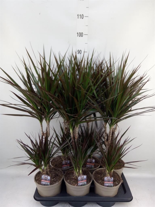 <h4>Dracaena marg. 'Magenta'</h4>