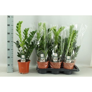 ZAMIO ZAMIIFOLIA