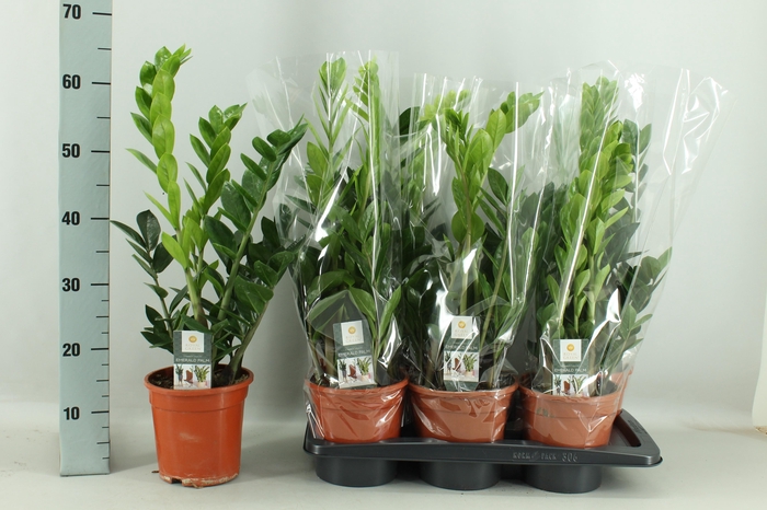 <h4>ZAMIO ZAMIIFOLIA</h4>