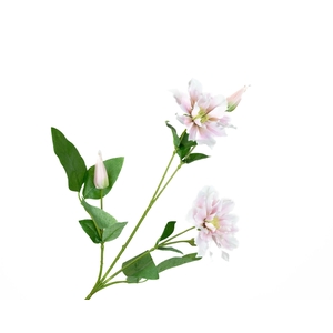 Clematis Pink Light