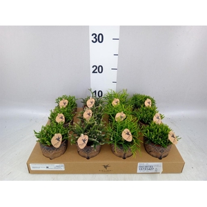Rhipsalis   ...mix