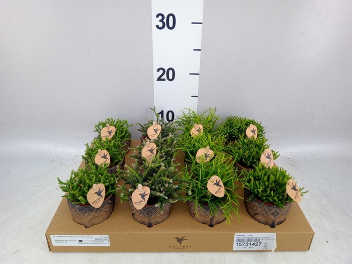 <h4>Rhipsalis ...mix</h4>