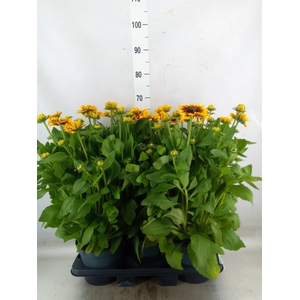 Rudbeckia   ...