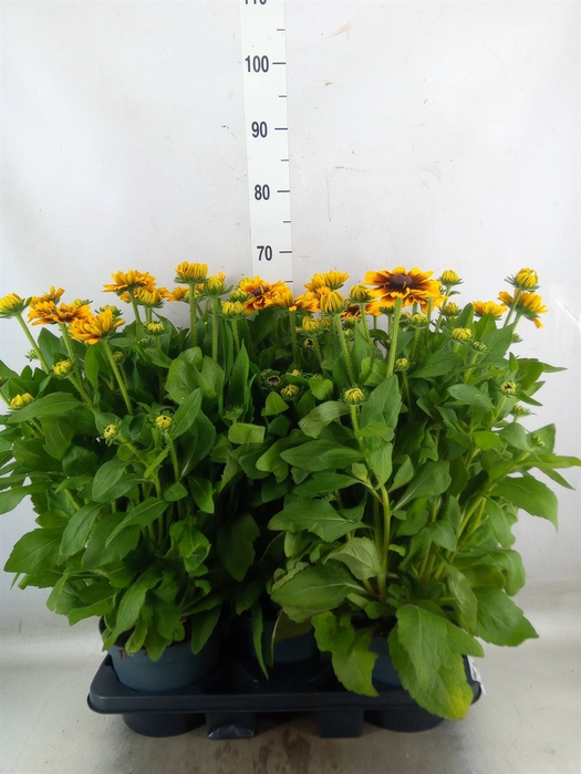 <h4>Rudbeckia   ...</h4>