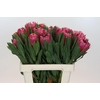 Protea Brenda