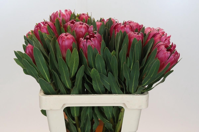 <h4>Protea Brenda</h4>