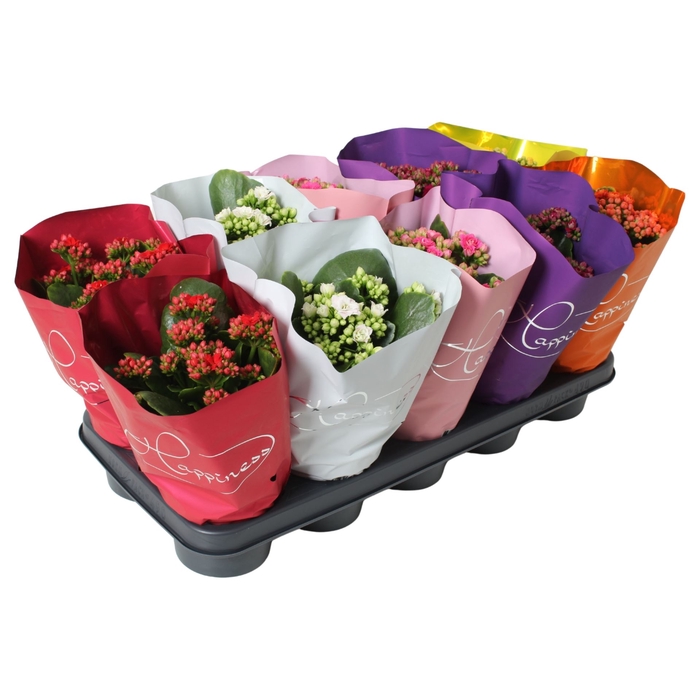 <h4>Kalanchoe gevuld Rose Flowers gemengd 5klr.</h4>
