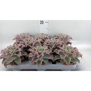Echeveria   ...