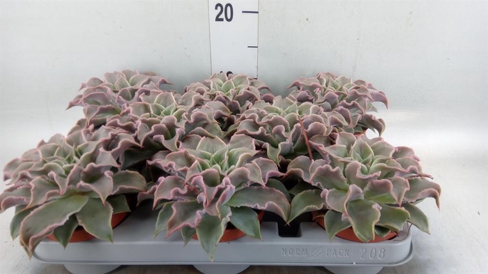 <h4>Echeveria   ...</h4>