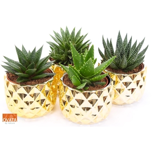 Succ Gemengd Rocks Keramiek Las Vegas