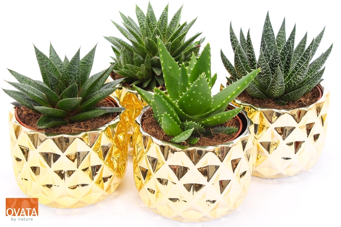 <h4>Succ Gemengd Rocks Keramiek Las Vegas</h4>