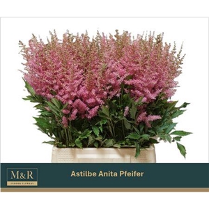 ASTIL AR ANITA PFEIF