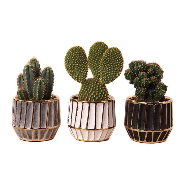 <h4>Cactus mix 8,5 cm in botswana sierpot</h4>