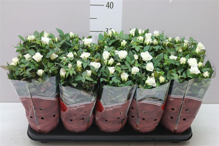 <h4>Rosa Star White</h4>