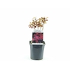 Cotinus Royal Purple