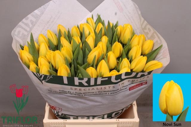 <h4>TU EN NOVI SUN</h4>