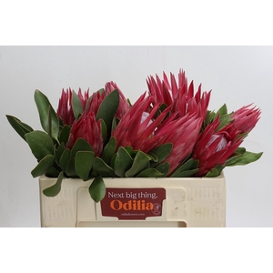 Protea Cynaroides Madiba