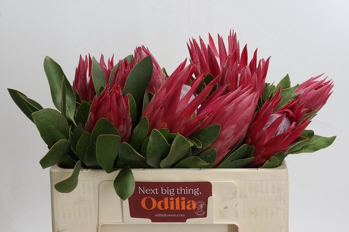 <h4>Protea Cynaroides Madiba</h4>