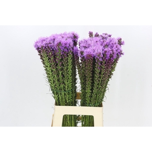 Liatris Spicata